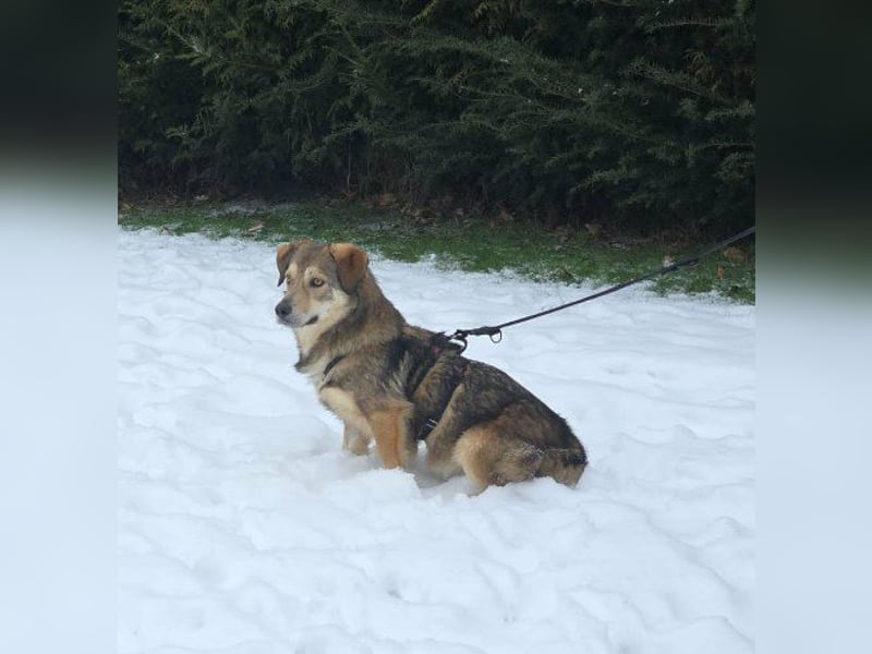 Ody von kettenlos (auf Pflegestelle in Niedersachsen)