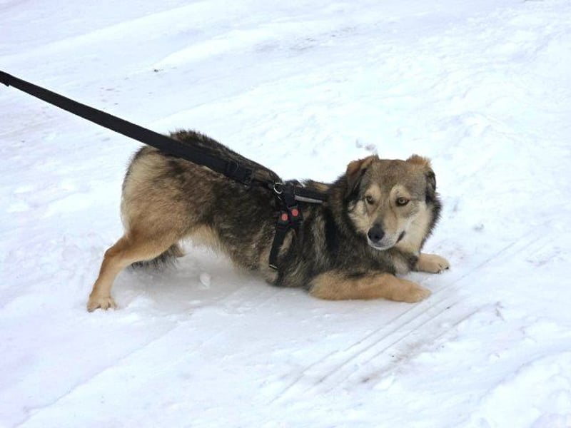 Ody von kettenlos (auf Pflegestelle in Niedersachsen)