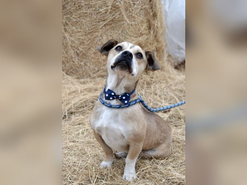 Pannon Peti von kettenlos