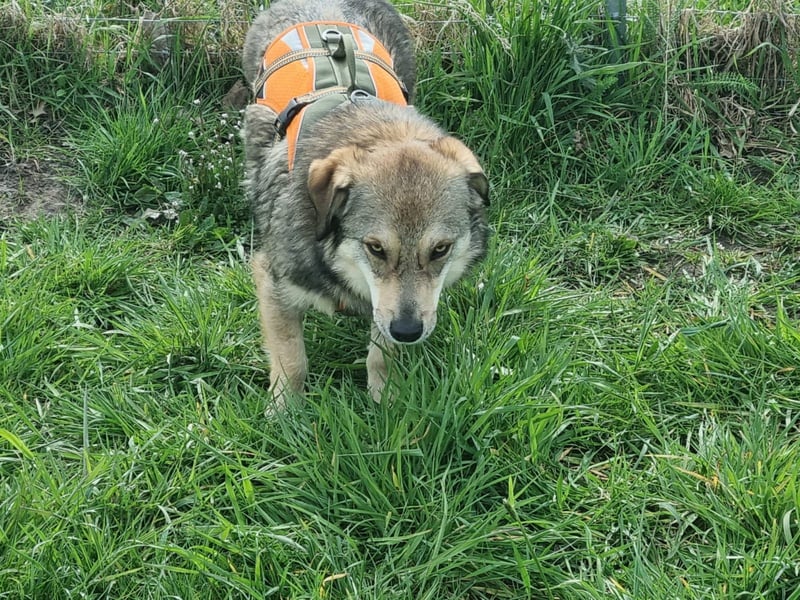 Ody von kettenlos (auf Pflegestelle in Niedersachsen)