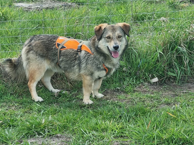 Ody von kettenlos (auf Pflegestelle in Niedersachsen)