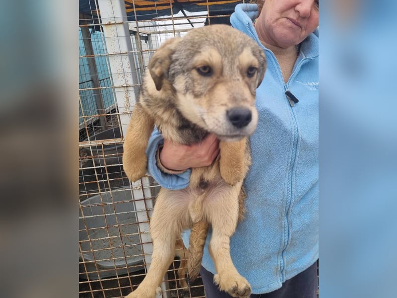 Ody von kettenlos (auf Pflegestelle in Niedersachsen)