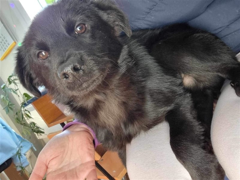 Harvey von kettenlos