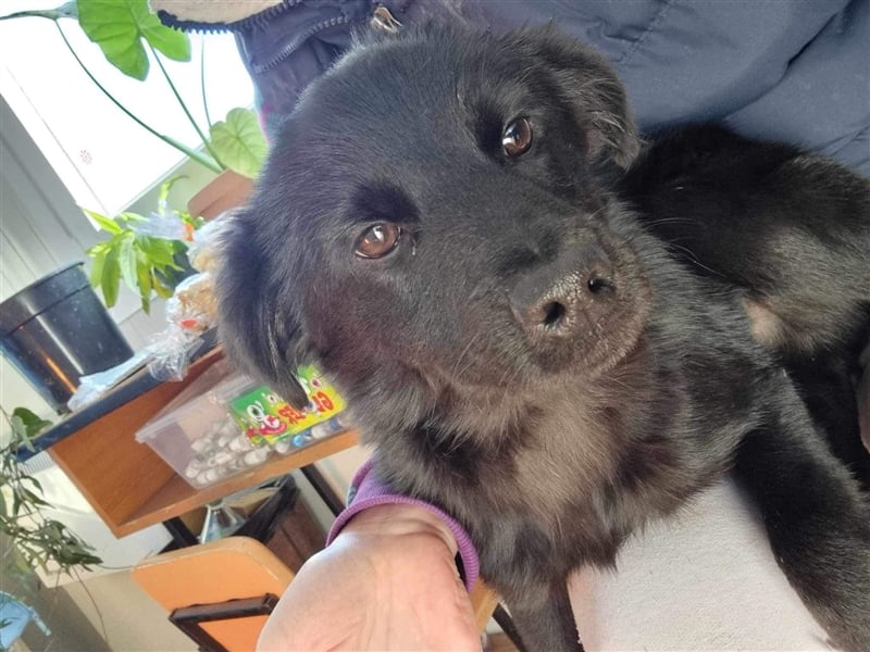 Harvey von kettenlos