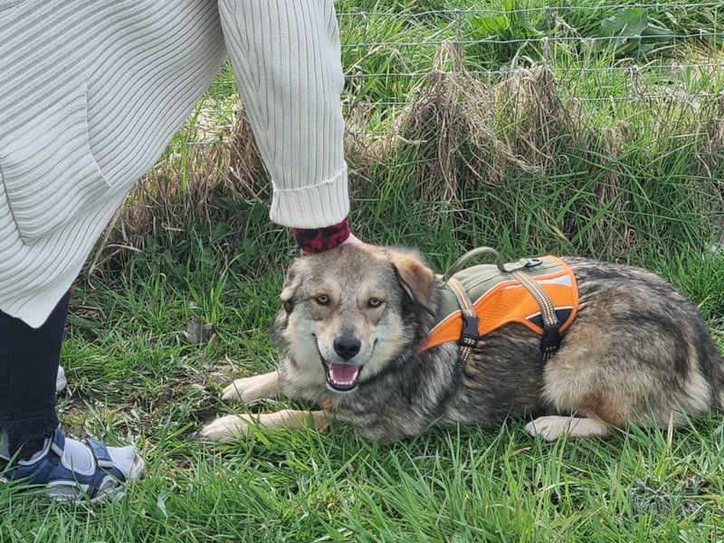 Ody von kettenlos (auf Pflegestelle in Niedersachsen)