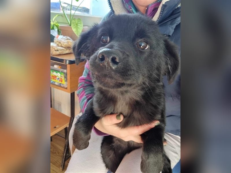 Harvey von kettenlos