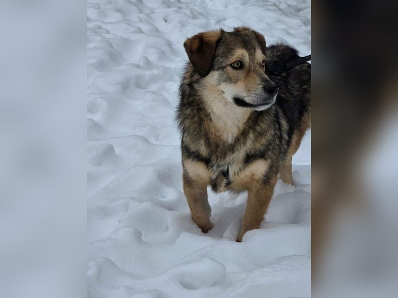 Ody von kettenlos (auf Pflegestelle in Niedersachsen)