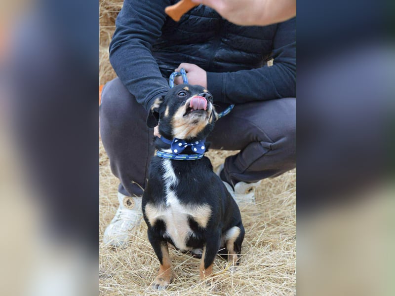 Elvisz von kettenlos