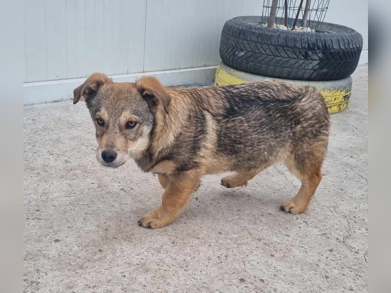 Ody von kettenlos (auf Pflegestelle in Niedersachsen)