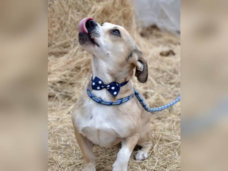 Pannon Peti von kettenlos