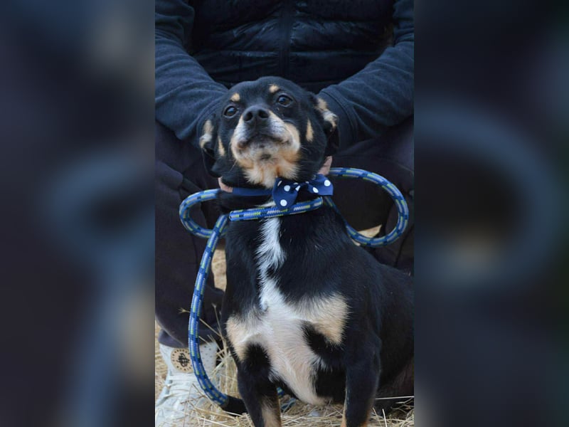 Elvisz von kettenlos