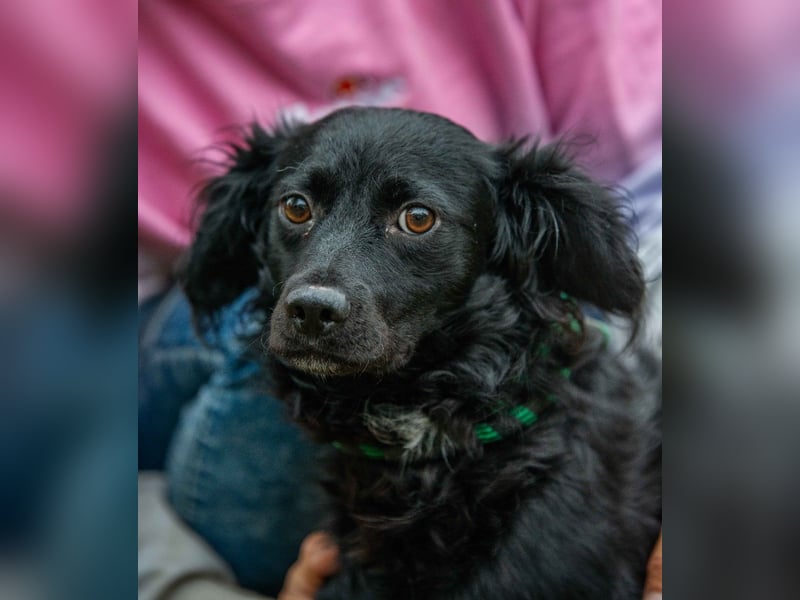 Kaviár von kettenlos