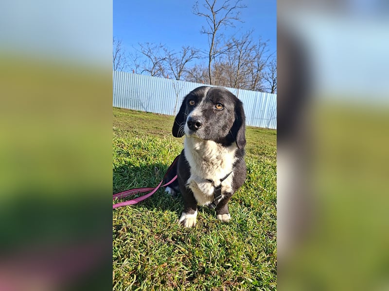 Daizy, eine freundliche kleine Lady