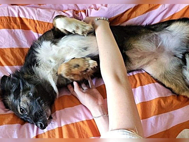 Josie, auf einer Pflegestelle