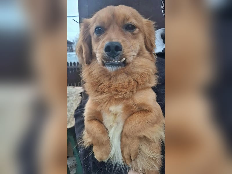 Grisu, lieb und mit individuellem Charme