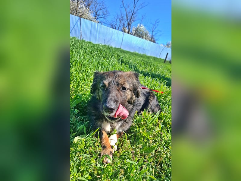 Josie, nett und freundlich