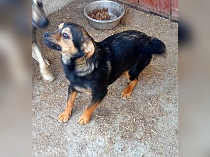 Maja, verspielt und etwas schüchtern