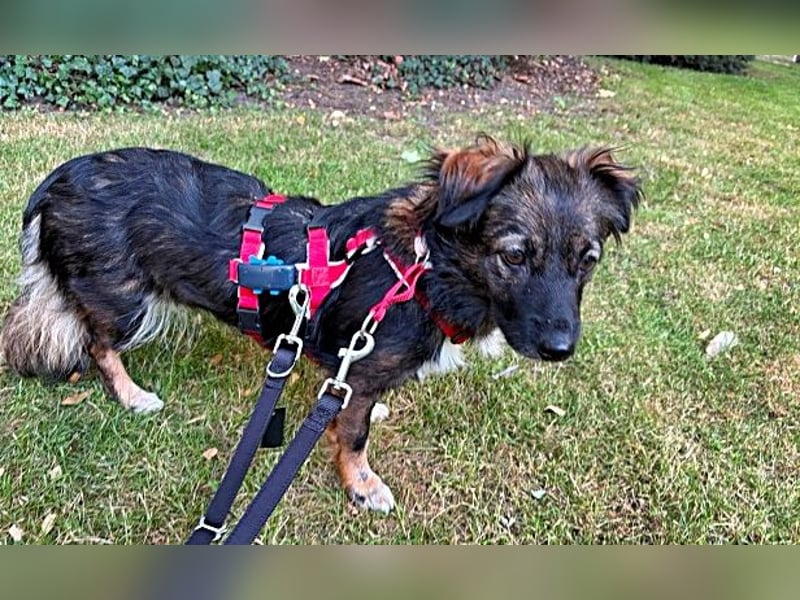 Josie, auf einer Pflegestelle