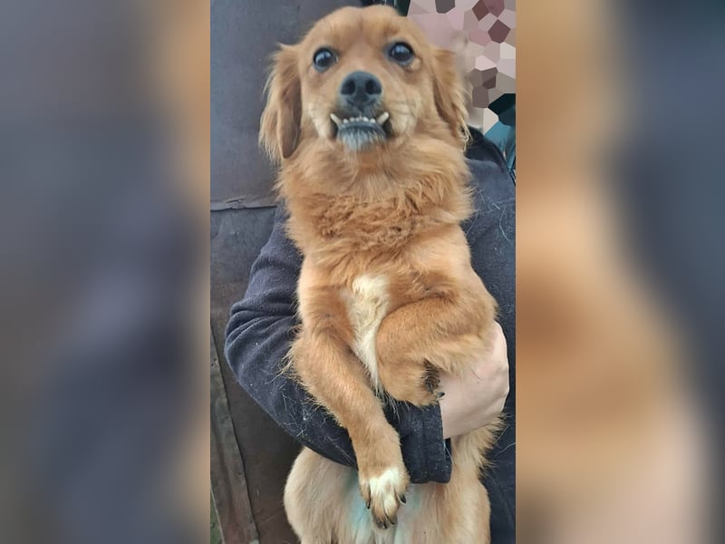 Grisu, lieb und mit individuellem Charme