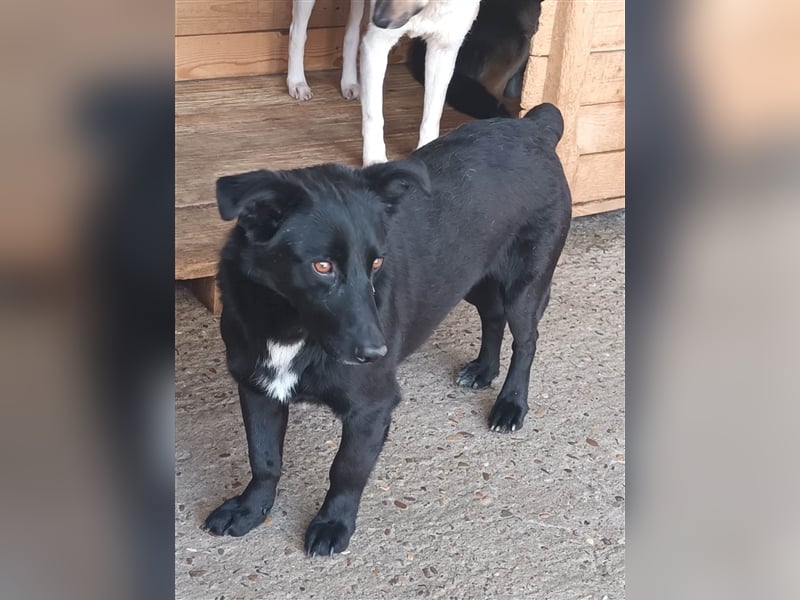 Blacky, sucht ein Zuhause