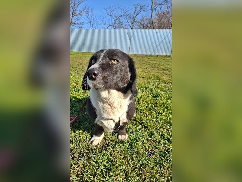 Daizy, eine freundliche kleine Lady