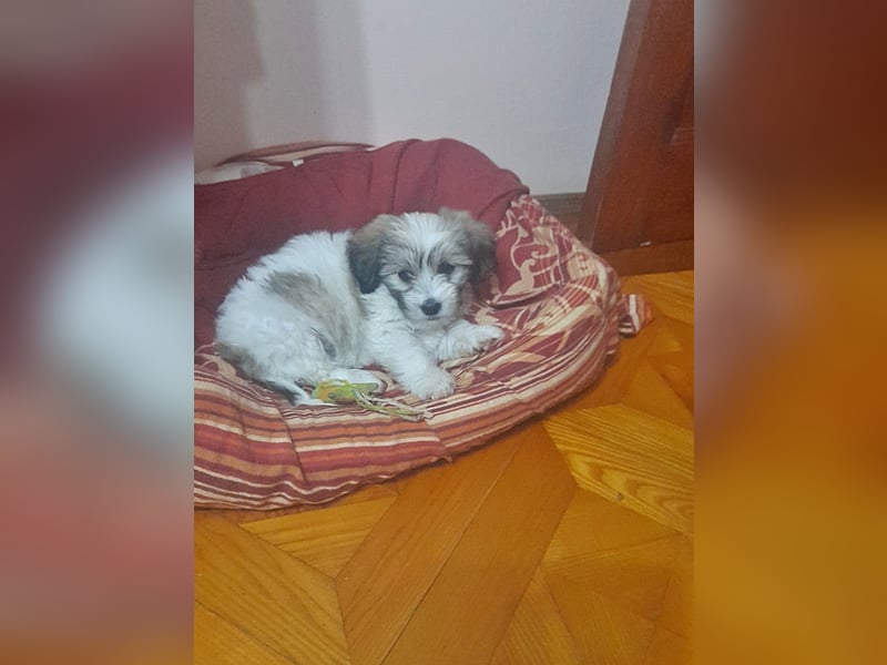 Nala welpentypisch verspielt