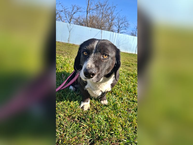 Daizy, eine freundliche kleine Lady