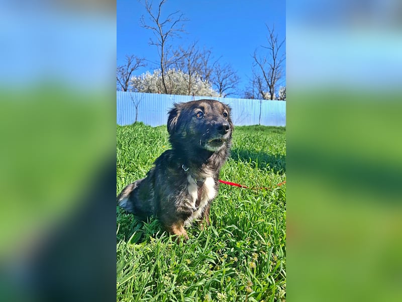 Josie, nett und freundlich