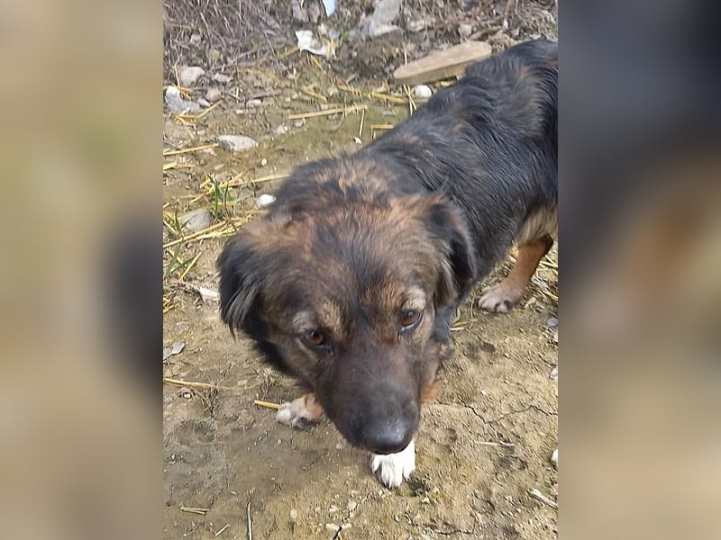 Josie, nett und freundlich