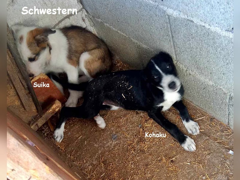 Suika, verspielt und noch etwas schüchtern