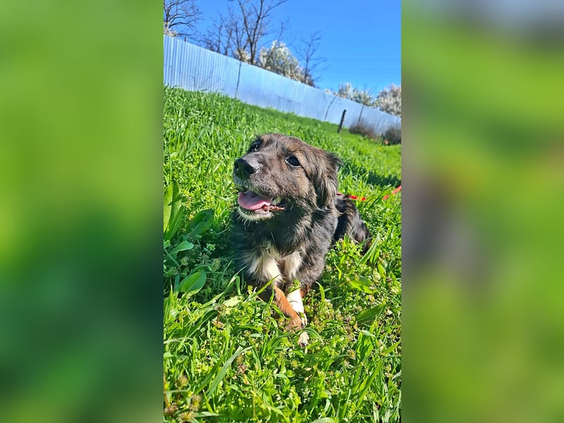 Josie, nett und freundlich