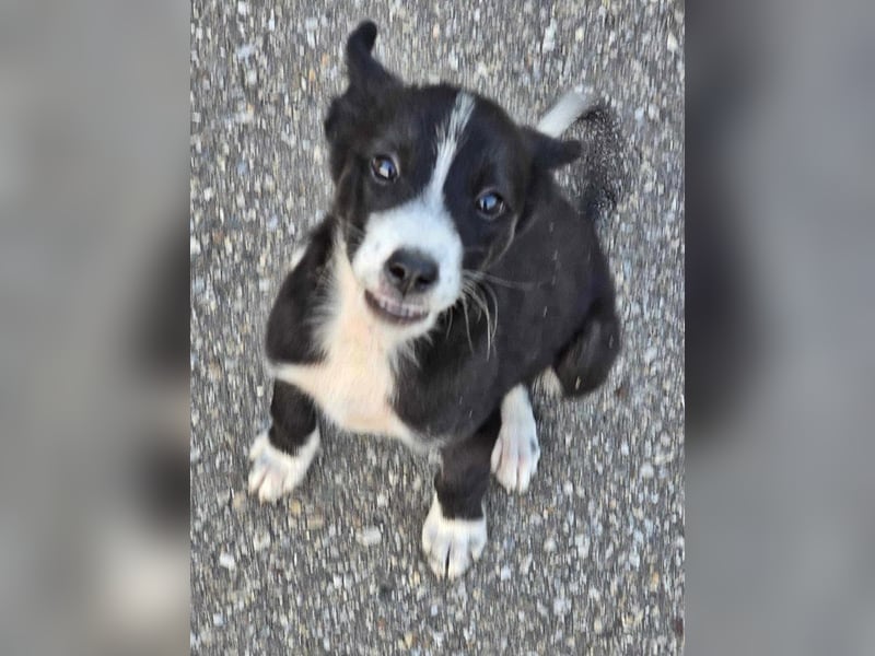 Kohaku, verspielt und lieb