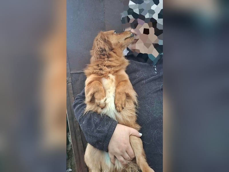 Grisu, lieb und mit individuellem Charme