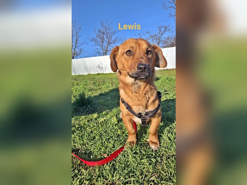 Lewis, freundlicher kleiner Junghund