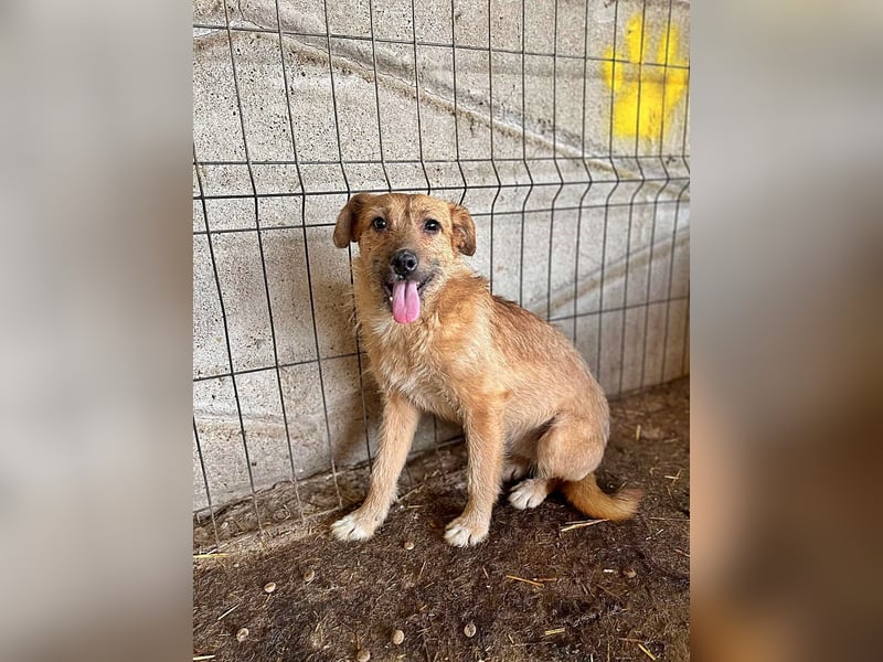 Ella, putziges Hundemädchen ist noch unsicher