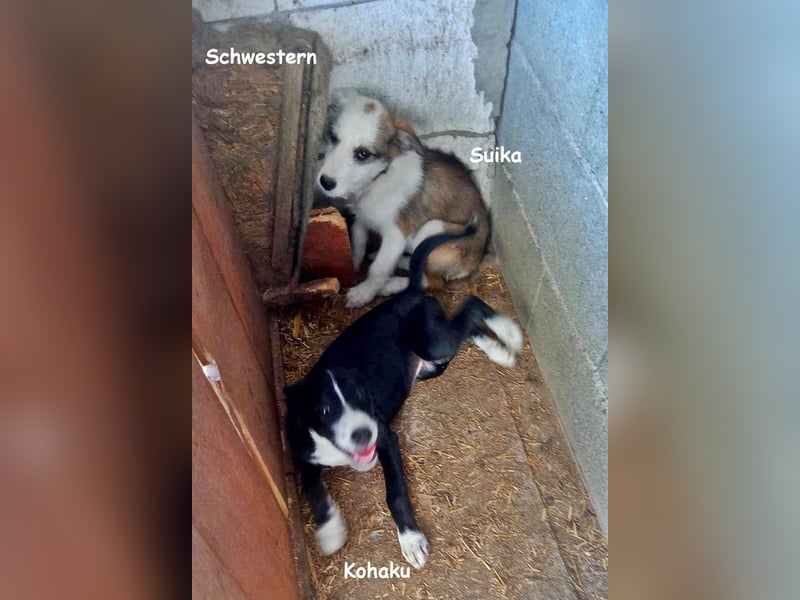 Kohaku, verspielt und lieb