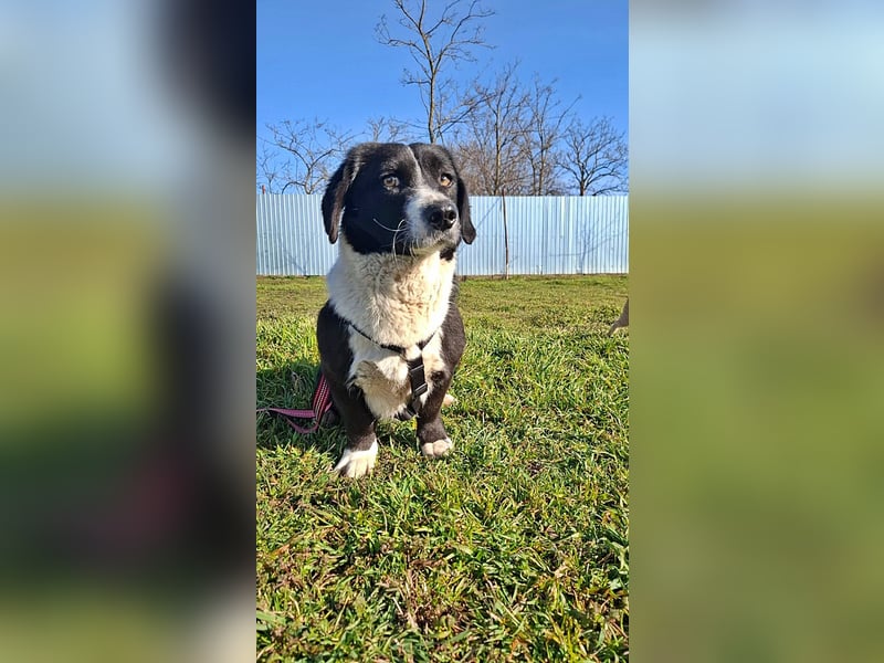 Daizy, eine freundliche kleine Lady