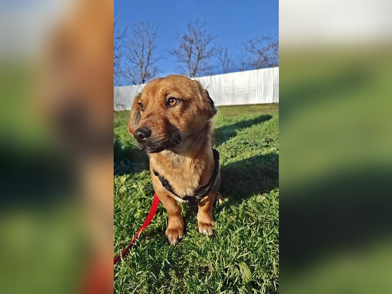 Lewis, freundlicher kleiner Junghund