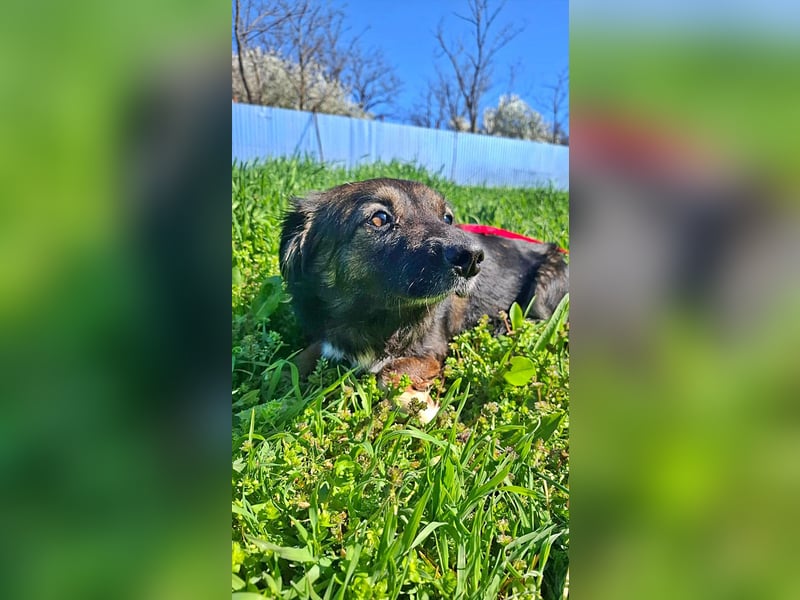 Josie, nett und freundlich