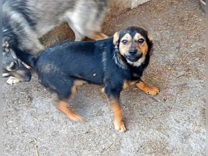 Maja, verspielt und etwas schüchtern