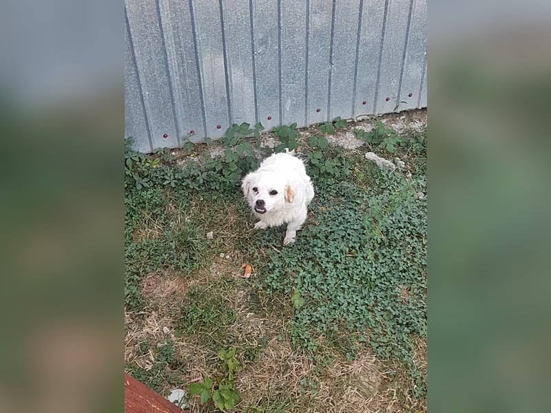 Mogli, Unikat auf vier Pfoten