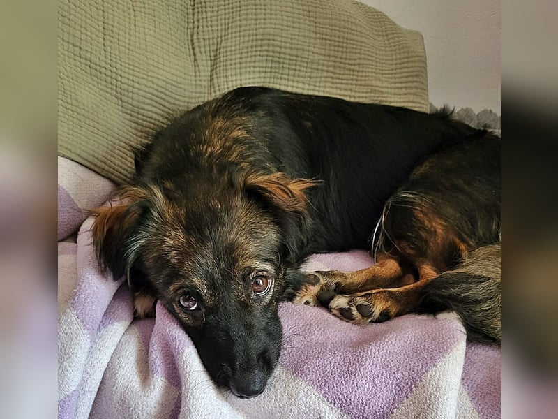 Josie, auf einer Pflegestelle