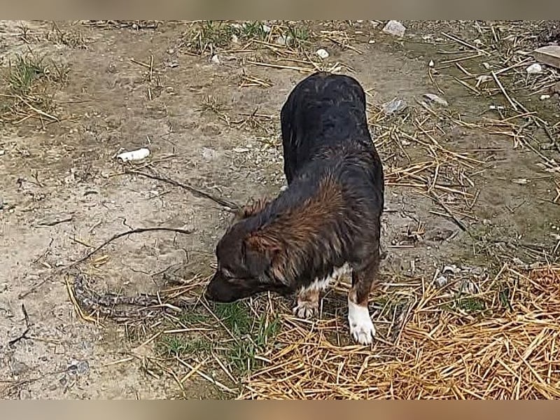 Josie, nett und freundlich