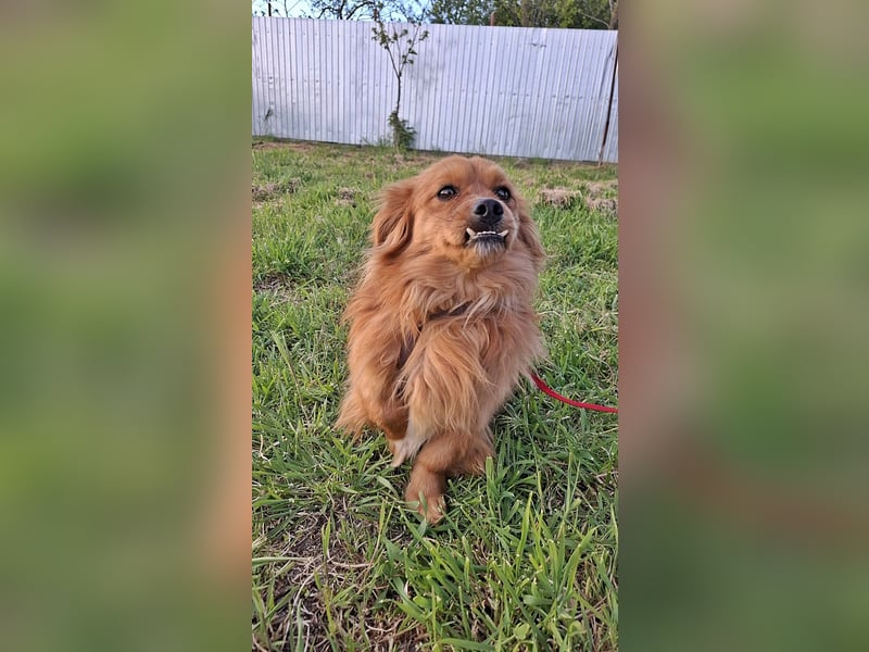 Grisu, lieb und mit individuellem Charme