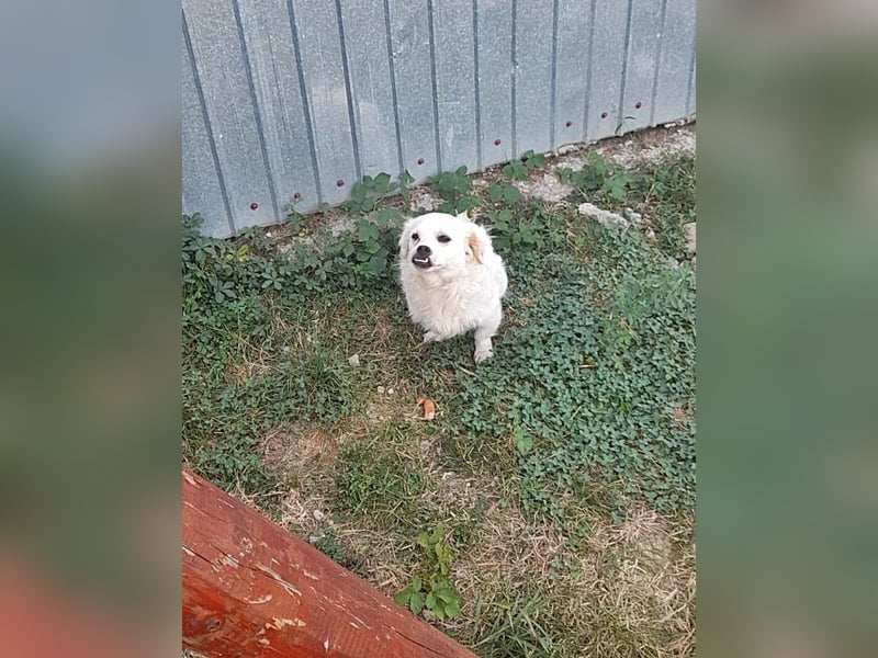 Mogli, Unikat auf vier Pfoten