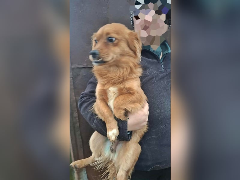 Grisu, lieb und mit individuellem Charme