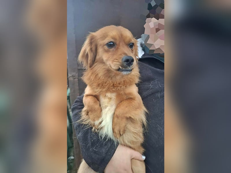 Grisu, lieb und mit individuellem Charme