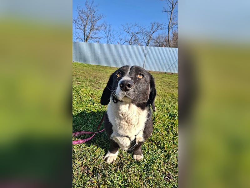 Daizy, eine freundliche kleine Lady