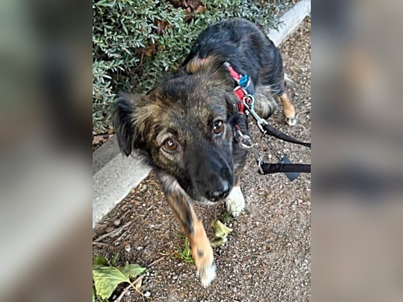 Josie, auf einer Pflegestelle
