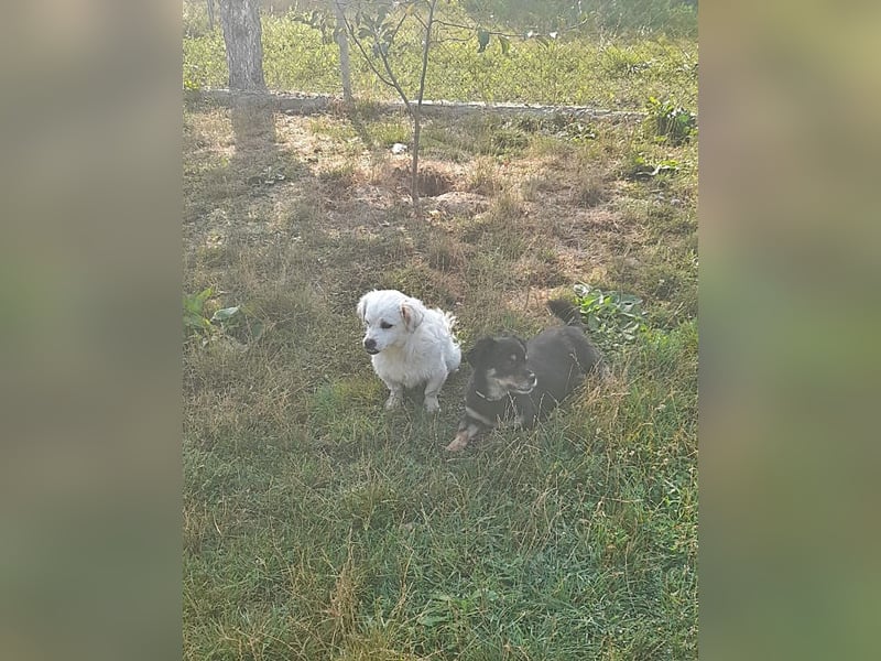 Mogli, Unikat auf vier Pfoten